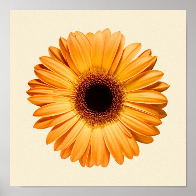 Affiche Flowers | Orange Gerbera (Devant)
