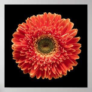 Affiche Flowers   Orange Gerbera Daisy