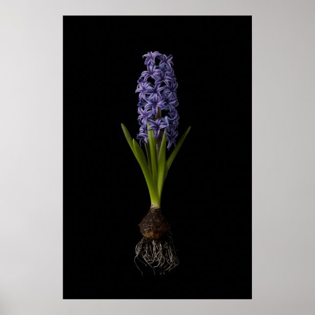 Affiche Flowers | Purple Hyacinth Bulb (Devant)