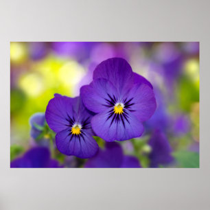 Affiche Flowers   Purple Pansies