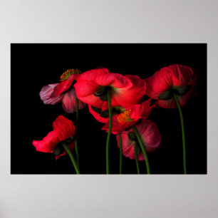 Affiche Flowers   Red Poppies