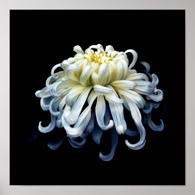 Affiche Flowers | White Chrysanthemum (Devant)