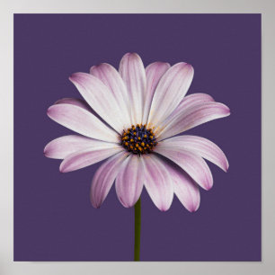 Affiche Flowers White & Purple Daisy