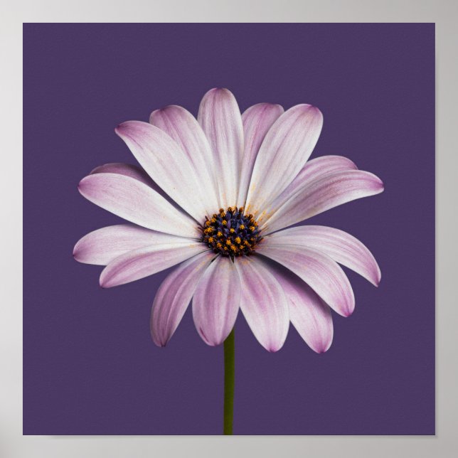 Affiche Flowers | White & Purple Daisy (Devant)