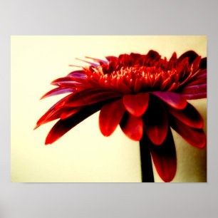 AFFICHE FLOWERSERIES-007