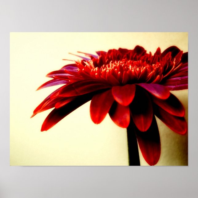 AFFICHE FLOWERSERIES-007 (Devant)