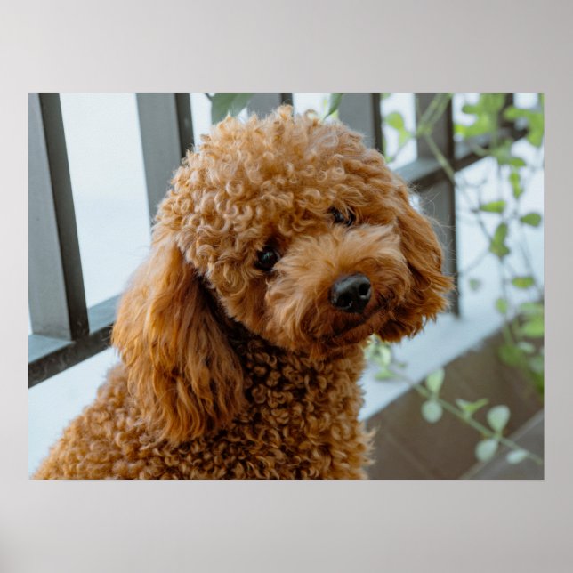 Affiche Fluffy Brown Poodle Chien chiot (Devant)