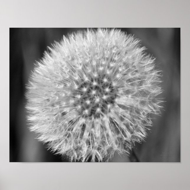 Affiche Fluffy White Dandelion Black White Print (Devant)