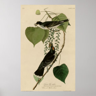 Affiche FLYCATCHER de tyran