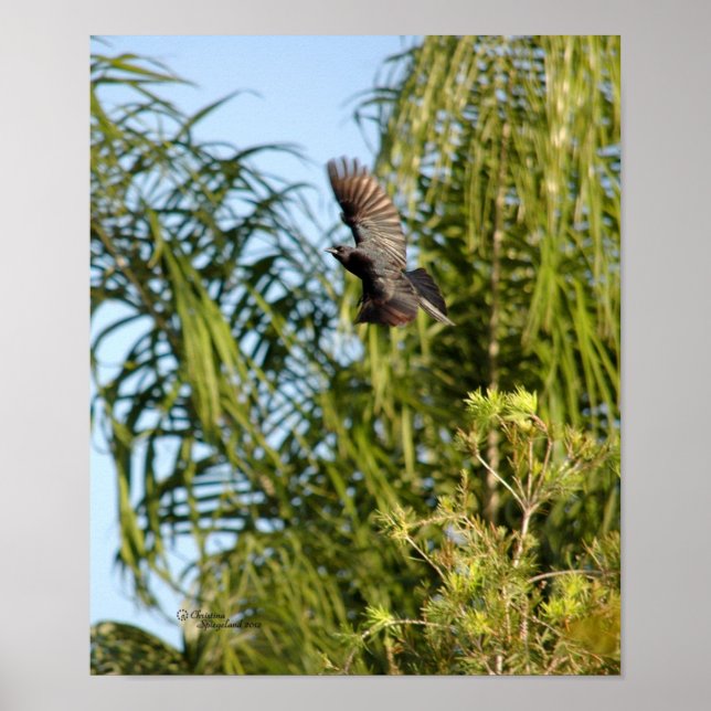 Affiche Flying Crow (Devant)