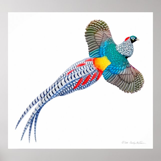 Affiche Flying Lady Amherst Pheasant Print (Devant)
