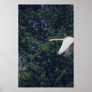 Affiche Flying Swan Nature Oiseau Vie sauvage