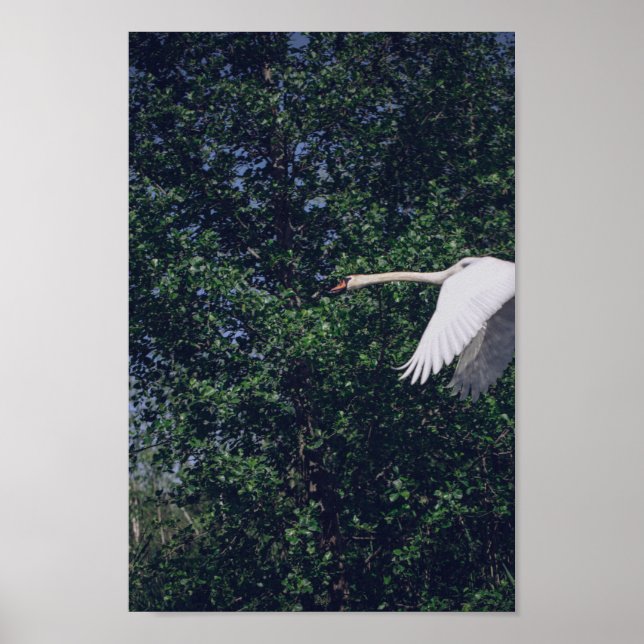 Affiche Flying Swan Nature Oiseau Vie sauvage (Devant)