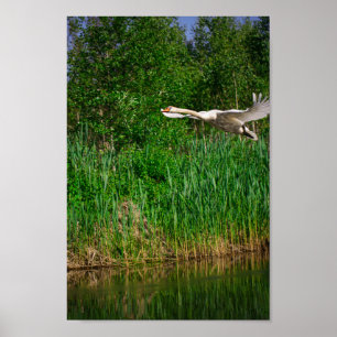 Affiche Flying Swan Nature Oiseau Vie sauvage