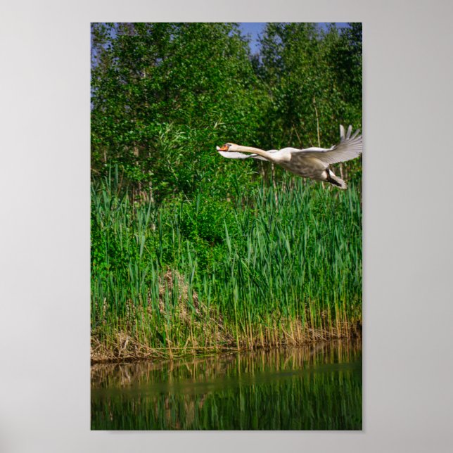 Affiche Flying Swan Nature Oiseau Vie sauvage (Devant)