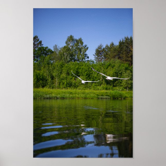 Affiche Flying Swan Nature Oiseau Vie sauvage (Devant)