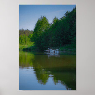 Affiche Flying Swan Nature Oiseau Vie sauvage