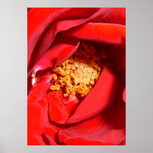 Affiche fm rose (Devant)