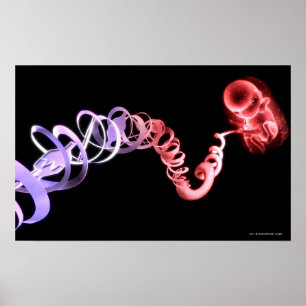 Affiche Foetus avec un cordon ombilical fait de brins