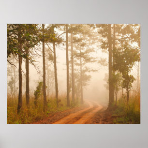 Affiche Fog in pine forestforest,beautiful,black,dark,dawn