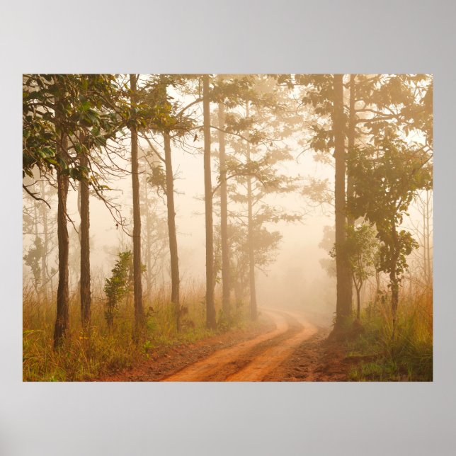 Affiche Fog in pine forestforest,beautiful,black,dark,dawn (Devant)