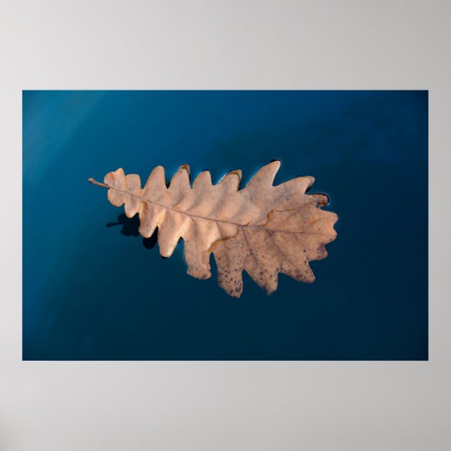 Affiche Foliage (Devant)