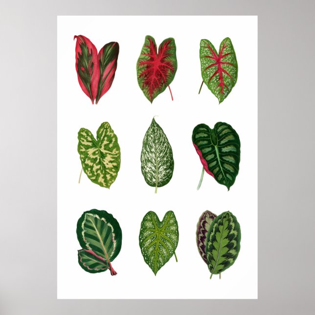 Affiche Foliage (Devant)