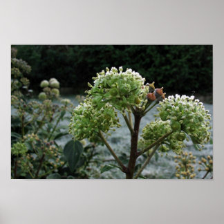 Affiche Foliage gelé
