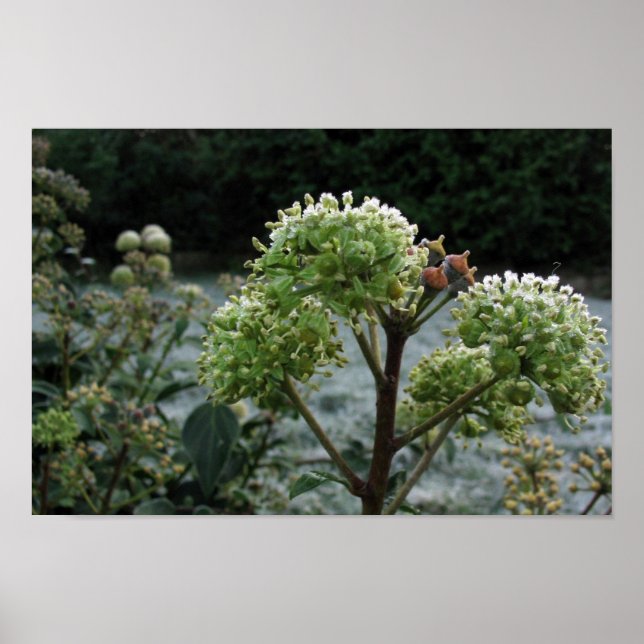 Affiche Foliage gelé (Devant)