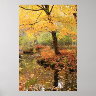 Affiche Folliage d'automne jaune au-dessus d'un cours d'ea