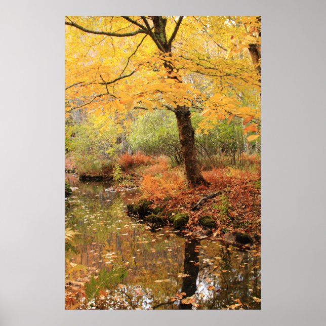 Affiche Folliage d'automne jaune au-dessus d'un cours d'ea (Devant)