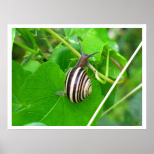 Affiche Fond d'escargot sur une feuille