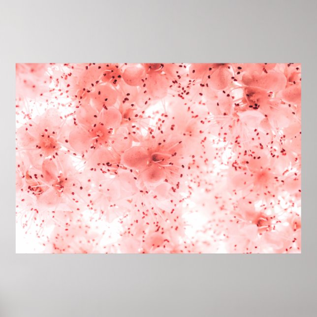Affiche Fond floral abstrait de fleurs roses sur passé (Devant)