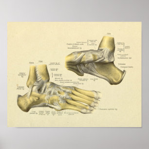 Affiche Foot Ankle Anatomy Bones Joints Print