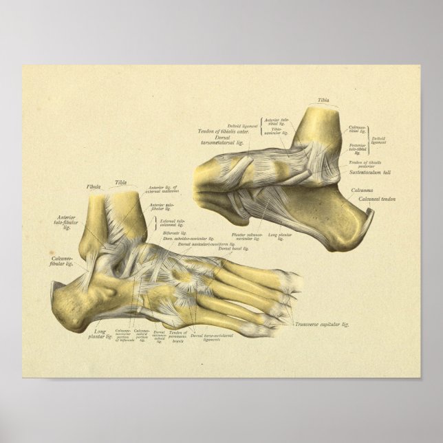 Affiche Foot Ankle Anatomy Bones Joints Print (Devant)