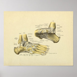Affiche Foot Ankle Anatomy Bones Print