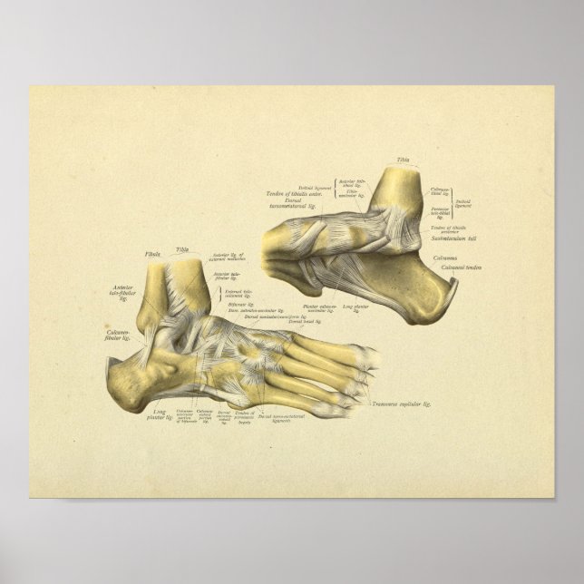 Affiche Foot Ankle Anatomy Bones Print (Devant)