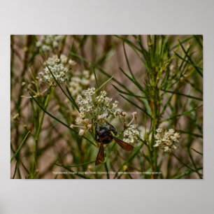 Affiche Forager du Sud-Ouest