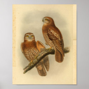 Affiche Forbe's Hawk Owl Bird Color Vintage Imprimer