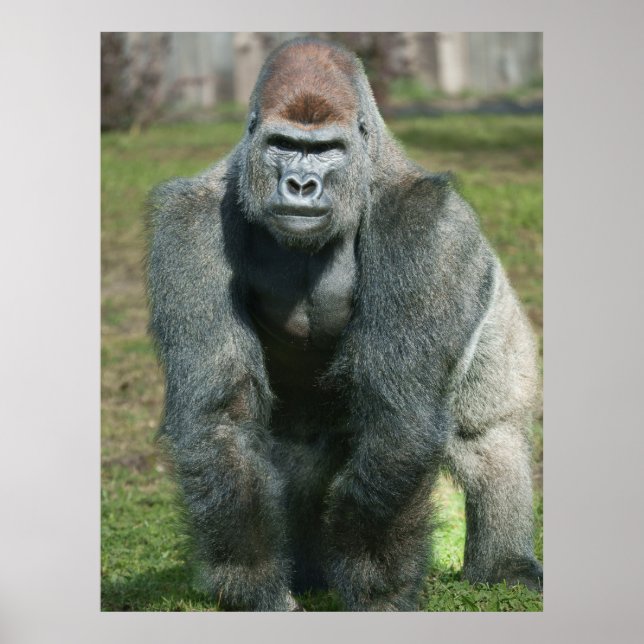 Affiche Force émergente - Lope le Silverback (Devant)