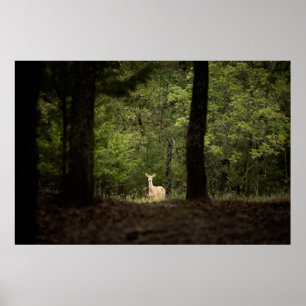 Affiche Forest A White Tailed Deer in the Woods