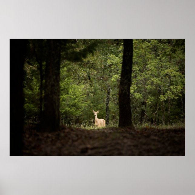 Affiche Forest | A White Tailed Deer in the Woods (Devant)