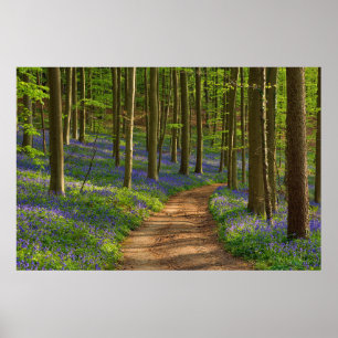 Affiche Forest Bluebell Forest en Belgique