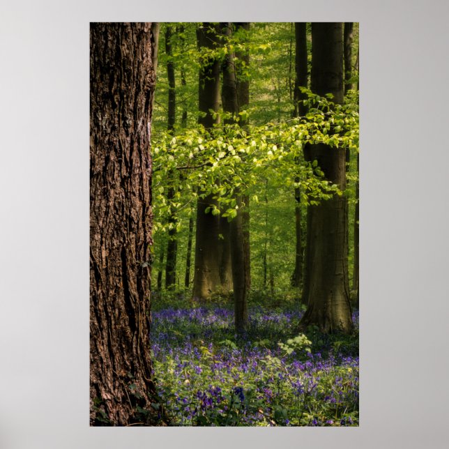 Affiche Forest | Bluebells en Belgique (Devant)