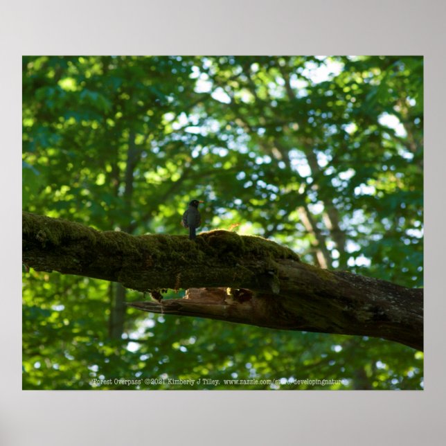 Affiche Forest Overpass (Devant)