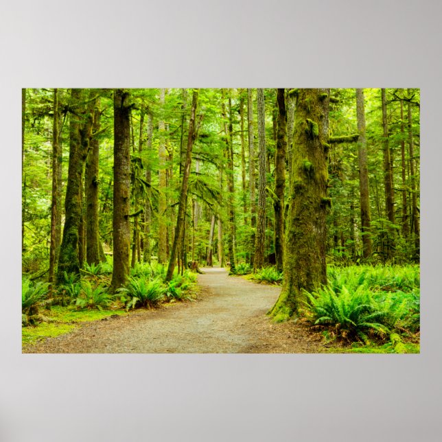 Affiche Forest | Parc national olympic (Devant)