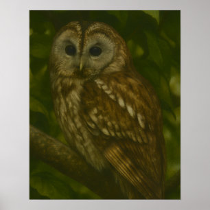Affiche Forest Sentinel - Tawny Owl Wildlife Art