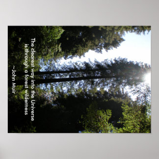 Affiche Forest Wilderness Redwoods