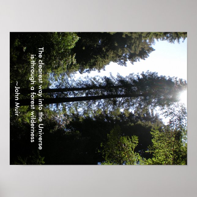 Affiche Forest Wilderness Redwoods (Devant)