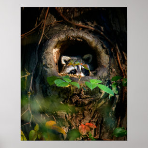 Affiche Forests   Raccoon Peeking